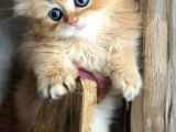 Safkan British Longhair