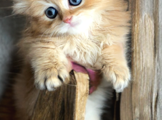 Safkan British Longhair görsel