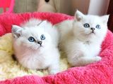 Show Kalite Ns1133 British Shorthair Bebeklerim