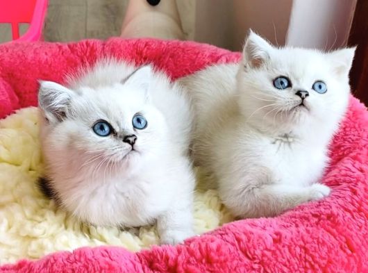 Show Kalite Ns1133 British Shorthair Bebeklerim görsel