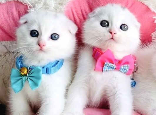 Ayı Suratlı White Scotısh Fold Bebeklerim görsel