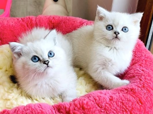 Show Kalite Ns1133 British Shorthair Bebeklerim