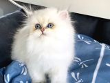 Üst Segment Goldenpoınt British Longhair Bebeklerim