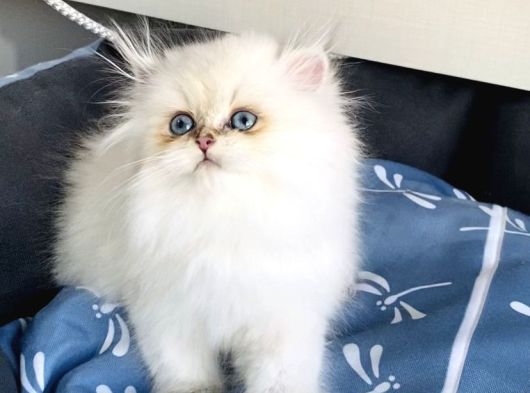 Üst Segment Goldenpoınt British Longhair Bebeklerim görsel