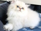 Üst Segment Goldenpoınt British Longhair Bebeklerim