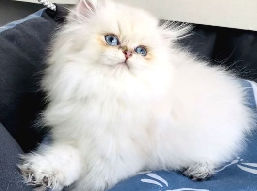 Üst Segment Goldenpoınt British Longhair Bebeklerim görsel