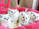 Show Kalite Ns1133 British Shorthair Bebeklerim
