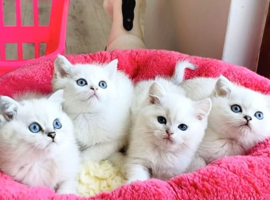 Show Kalite Ns1133 British Shorthair Bebeklerim görsel