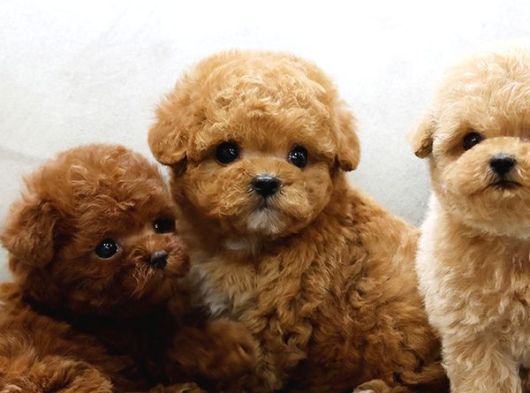 TOY POODLE BEBEKLERİMİZ UYGUN BÜTÇELİ