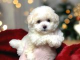 KARTOPU GİBİ YAVRULARİMİZ MALTİPOO İSTANBULDA