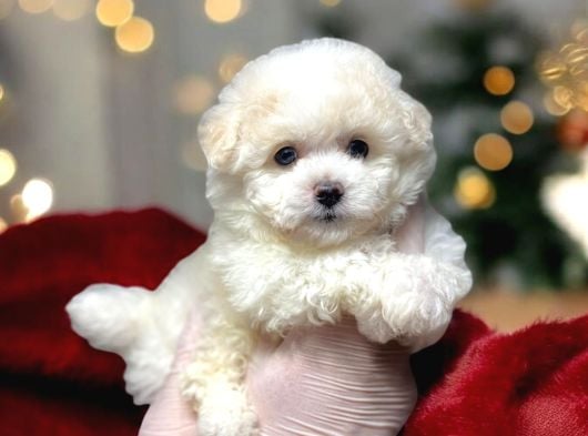 KARTOPU GİBİ YAVRULARİMİZ MALTİPOO İSTANBULDA