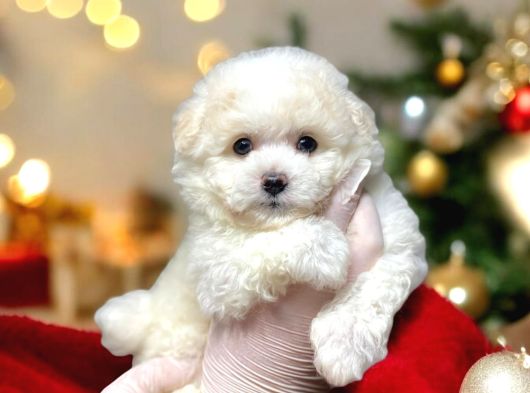 Kartopu Gi̇bi̇ Yavrulari̇mi̇z Malti̇poo İstanbulda görsel