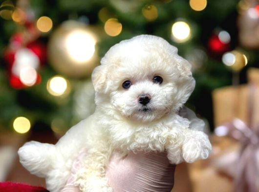 Kartopu Gi̇bi̇ Yavrulari̇mi̇z Malti̇poo İstanbulda görsel