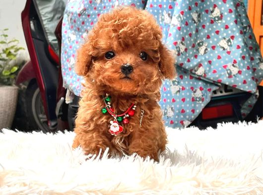 Star Toy Poodle Bebekleri̇m görsel