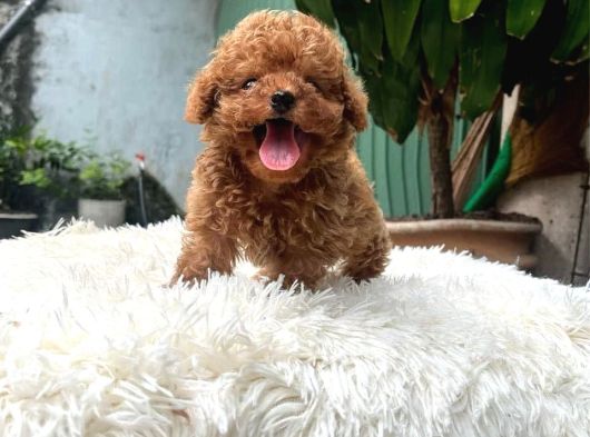 Star Toy Poodle Bebekleri̇m