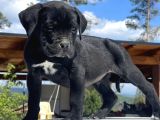 KİNG CANE CORSO YAVRULARI