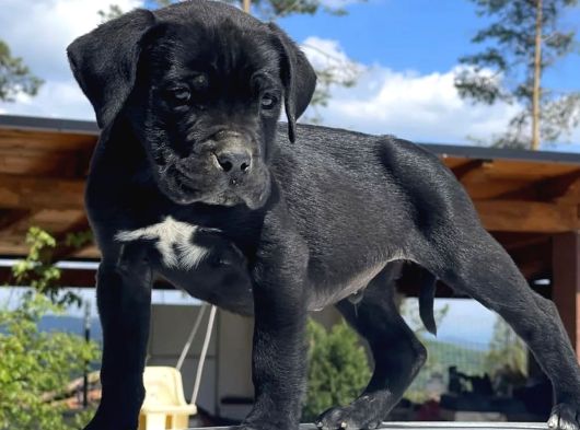 Ki̇ng Cane Corso Yavrulari