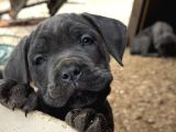 BLUE CANE CORSO YAVRULARI
