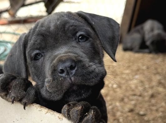 Blue Cane Corso Yavrulari
