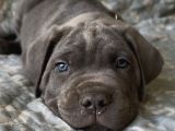 Blue Cane Corso Yavrulari