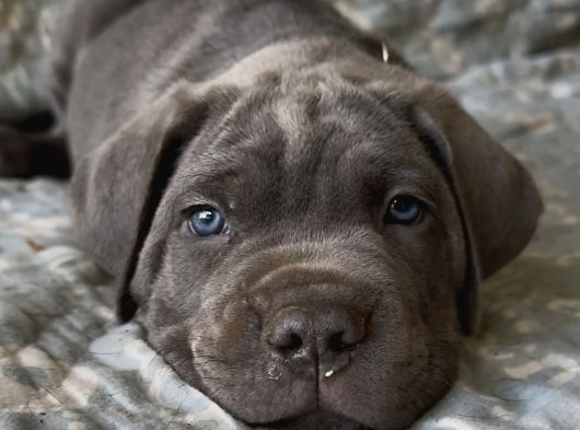 Blue Cane Corso Yavrulari görsel