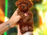 Toy Poodle Yavrular Ankara Gerçek Kore Türki̇yeni̇n En Güzeli̇