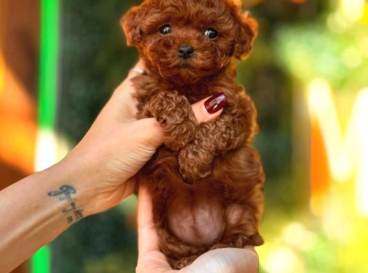 Toy Poodle Yavrular Ankara Gerçek Kore Türki̇yeni̇n En Güzeli̇ görsel