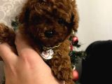 Toy Poodle Yavrular Ankara Gerçek Kore Türki̇yeni̇n En Güzeli̇