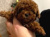 Toy Poodle Yavrular Ankara Gerçek Kore Türki̇yeni̇n En Güzeli̇