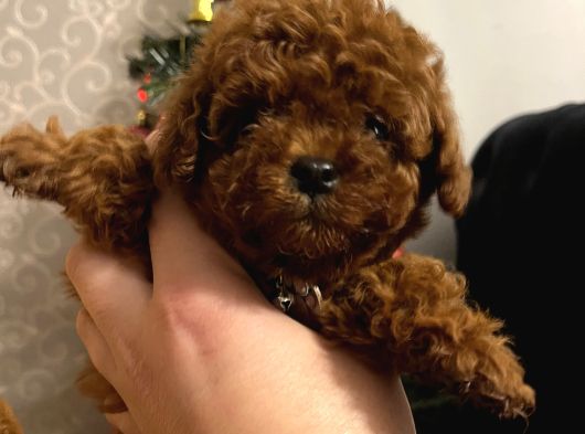 Toy Poodle Yavrular Ankara Gerçek Kore Türki̇yeni̇n En Güzeli̇ görsel