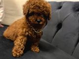 Toy Poodle Yavrular Ankara Gerçek Kore Türki̇yeni̇n En Güzeli̇