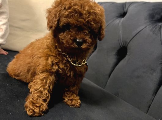 Toy Poodle Yavrular Ankara Gerçek Kore Türki̇yeni̇n En Güzeli̇ görsel