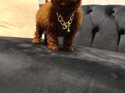 Toy Poodle Yavrular Ankara Gerçek Kore Türki̇yeni̇n En Güzeli̇ görsel