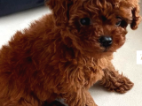 TOY POODLE YAVRULAR ANKARA GERÇEK KORE TÜRKİYENİN EN GÜZELİ