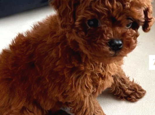 Toy Poodle Yavrular Ankara Gerçek Kore Türki̇yeni̇n En Güzeli̇