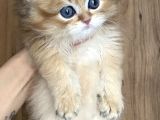 Safkan British Longhair