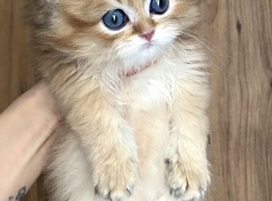 Safkan British Longhair görsel