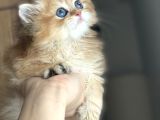 Safkan British Longhair