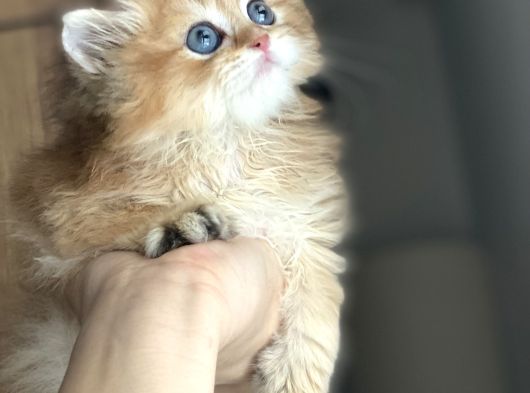 Safkan British Longhair görsel