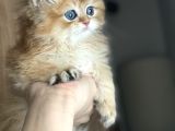 Safkan british longhair