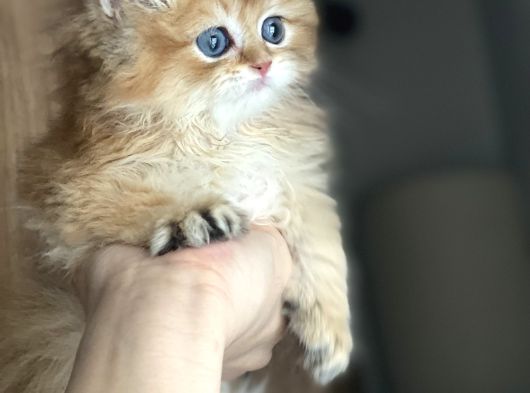 Safkan British Longhair