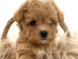 Maltipoo bebekler teslime hazır -aşılı-ırk grarantili