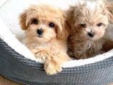 Maltipoo Bebekler Teslime Hazır -Aşılı-Irk Grarantili