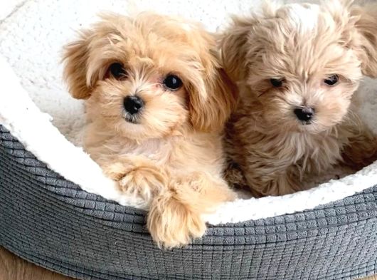 Maltipoo Bebekler Teslime Hazır -Aşılı-Irk Grarantili görsel
