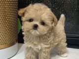 Maltipoo Bebekler Teslime Hazır -Aşılı-Irk Grarantili
