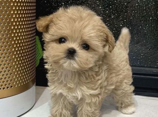 Maltipoo Bebekler Teslime Hazır -Aşılı-Irk Grarantili görsel