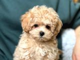 Maltipoo Bebekler Teslime Hazır -Aşılı-Irk Grarantili