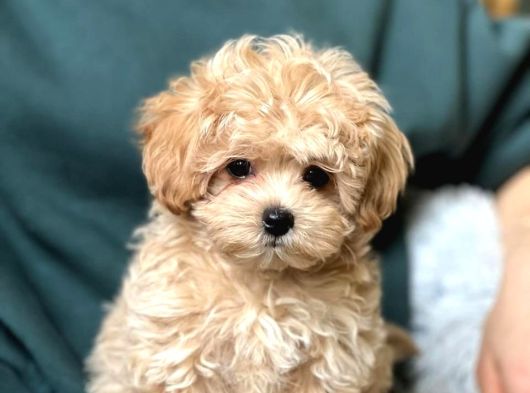 Maltipoo Bebekler Teslime Hazır -Aşılı-Irk Grarantili görsel