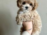 Maltipoo Bebekler Teslime Hazır -Aşılı-Irk Grarantili