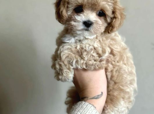 Maltipoo Bebekler Teslime Hazır -Aşılı-Irk Grarantili görsel